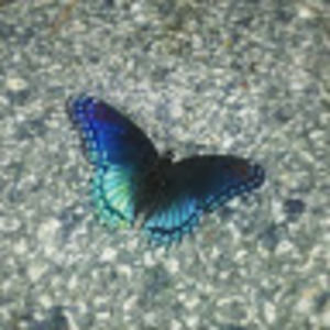 Meet your Posher, Julia lubinska